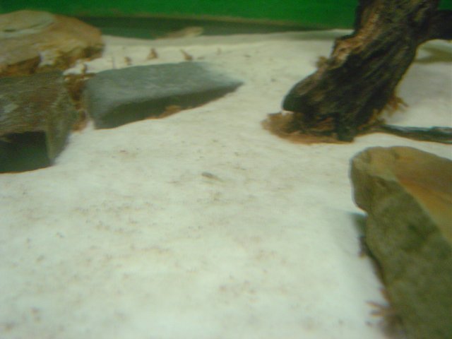 mice 371.jpg