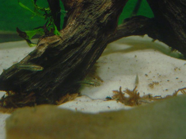 mice 392.jpg