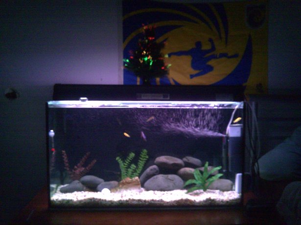 Christmas tree tank.jpg