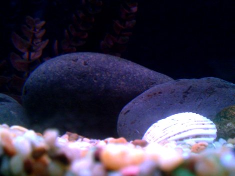 Shell cave 1.jpg
