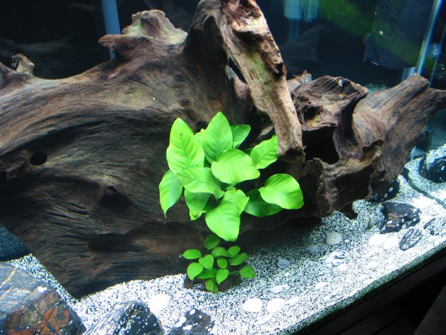 LakeTangAnubias.JPG