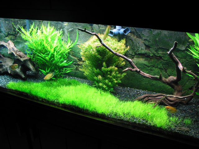 SEAsia_Hairgrass.JPG
