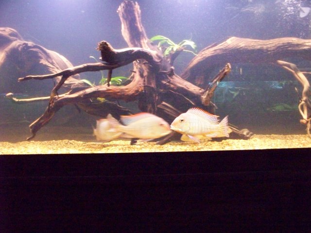 100_0503.JPG 100_0503.JPG