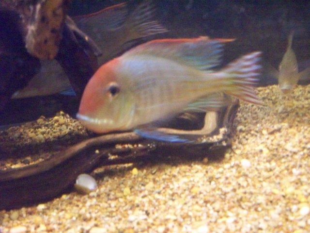 100_0521.JPG 100_0521.JPG