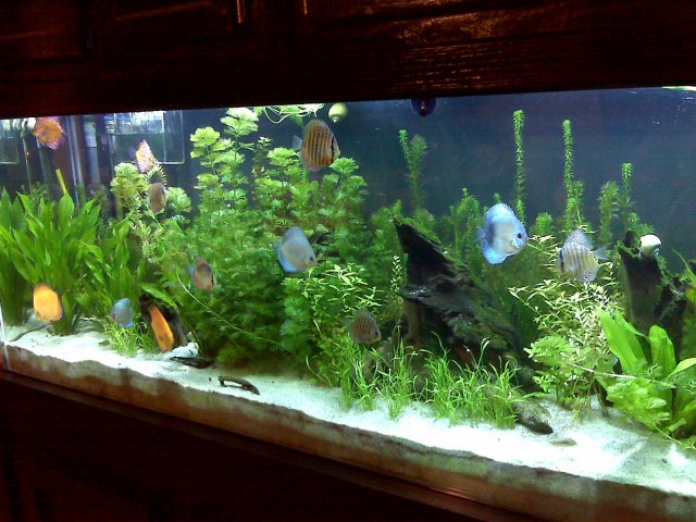 Discus Tank.JPG