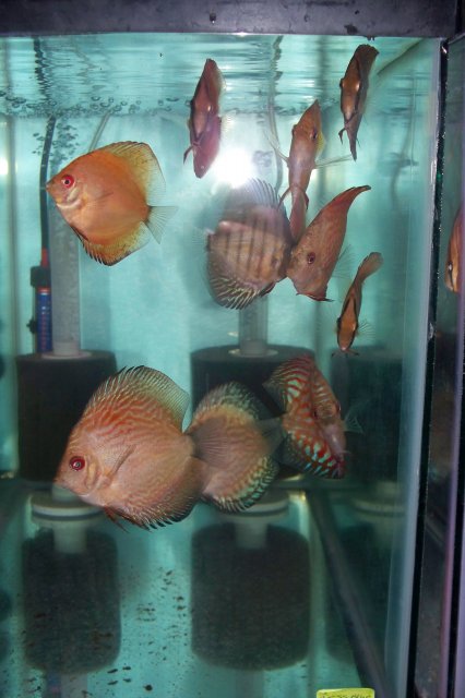 100_1585.JPG