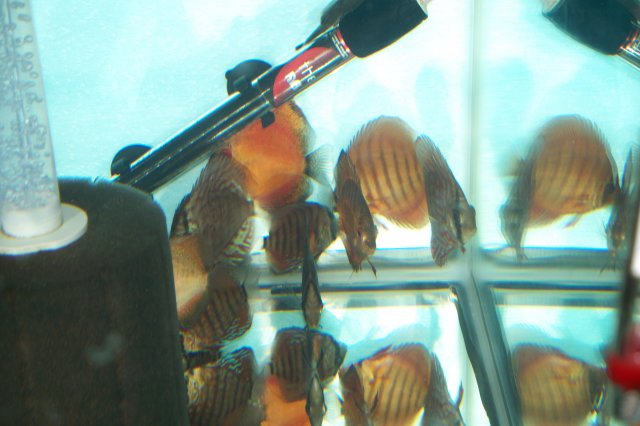 100_1588.JPG