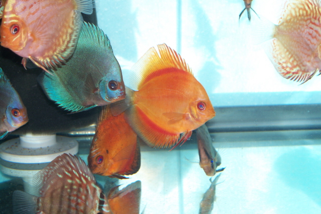 oct 11 discus 012.jpg
