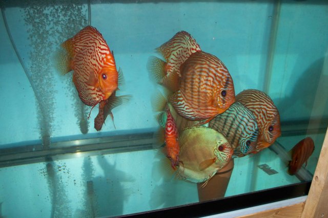 Trip to the Hatchery 10 04 08 023.jpg