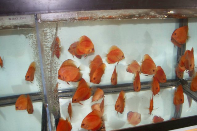 Trip to the Hatchery 10 04 08 008.jpg