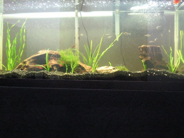 new aquarium pic.jpg