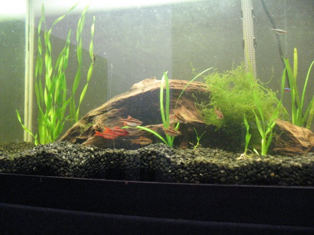 new aquarium pic1.jpg