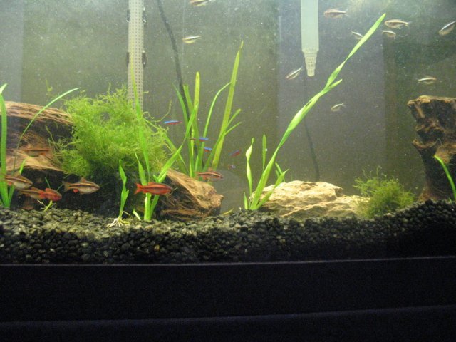new aquarium pic2.jpg