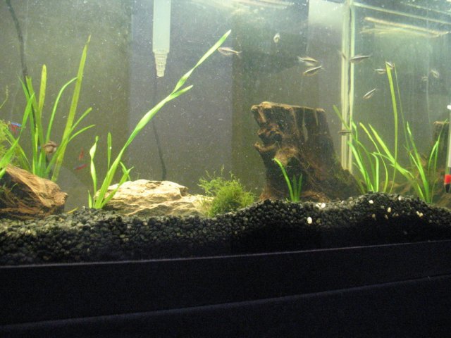 new aquarium pic3.jpg
