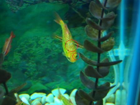 Gold Barb w grey spot.JPG Gold Barb w grey spot.JPG
