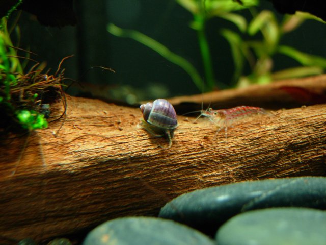 London - Greets a Shrimp.JPG