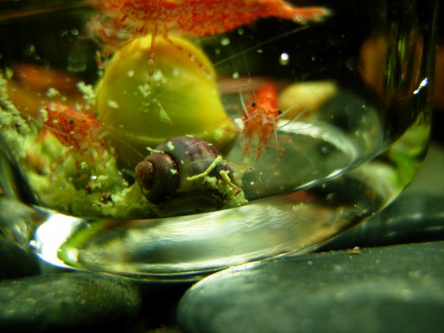 Feeding Frenzy.JPG Feeding Frenzy.JPG