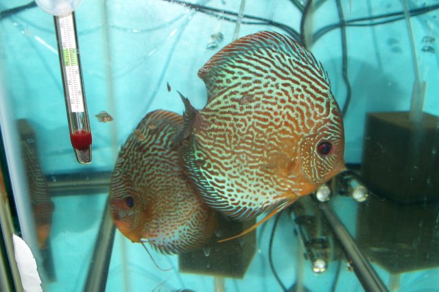 Discus Breeders 10 27 08 007.jpg