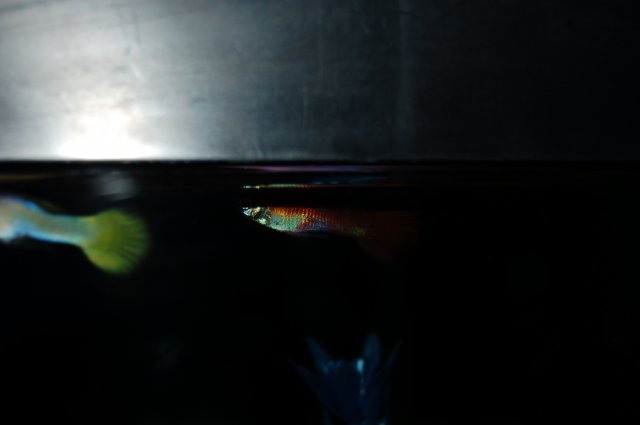 DSC_0376.JPG