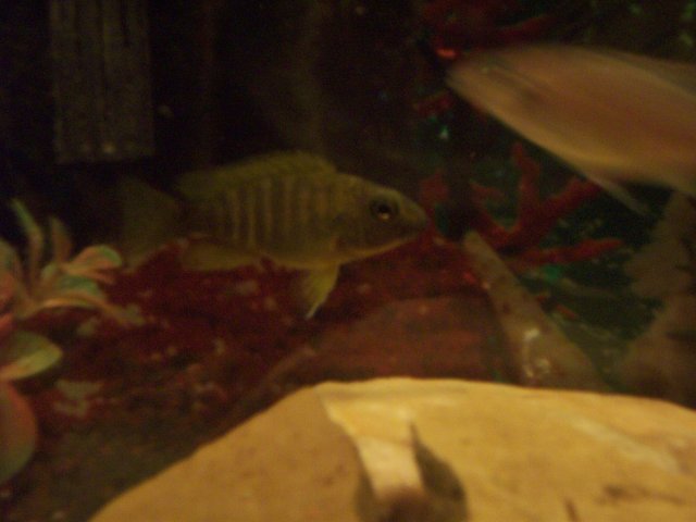 100_1069.JPG