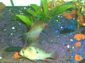 pearl and ram.jpg