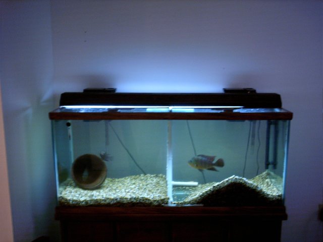 free75.JPG free75.JPG