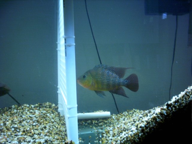 malefestae.JPG malefestae.JPG