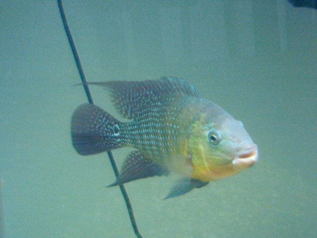 festaemale2.JPG festaemale2.JPG