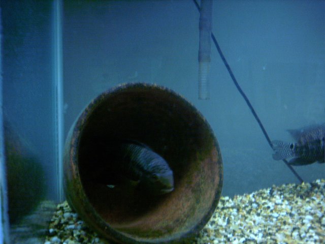 portmale.JPG portmale.JPG