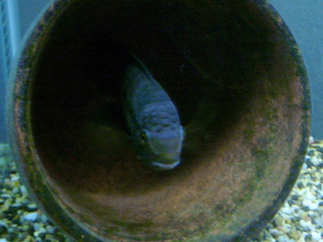 portmale2.JPG portmale2.JPG