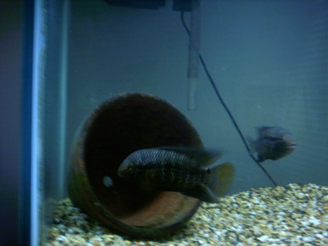 portpair.JPG portpair.JPG