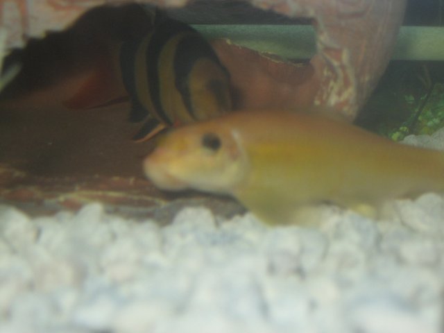 aquariums009.jpg
