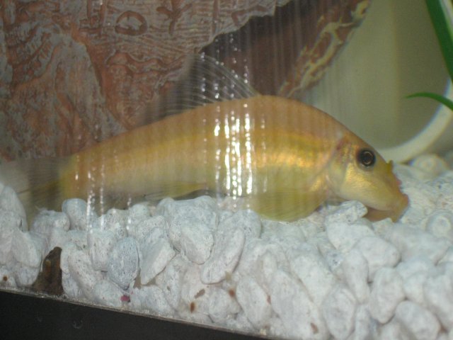aquariums005.jpg