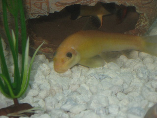 aquariums007.jpg