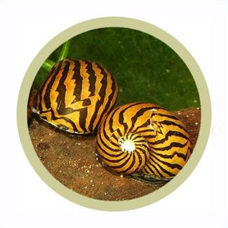 Zebra Snail1.jpg