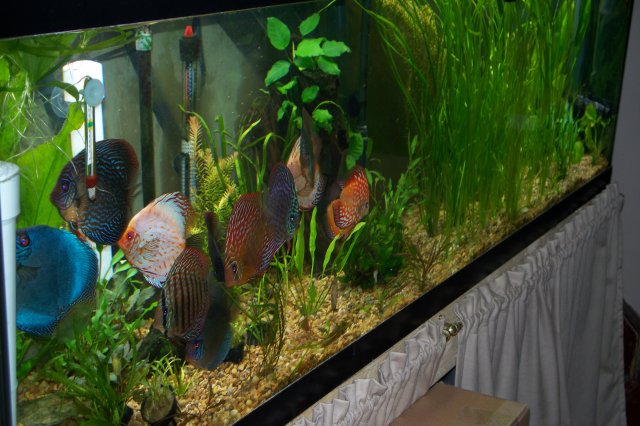 DISCUS 10 30 08 002.jpg