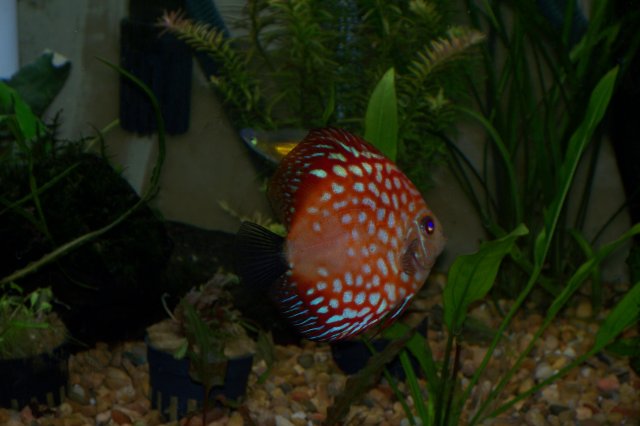 DISCUS 10 30 08 007.jpg
