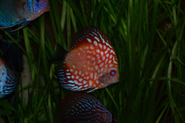 DISCUS 10 30 08 010.jpg