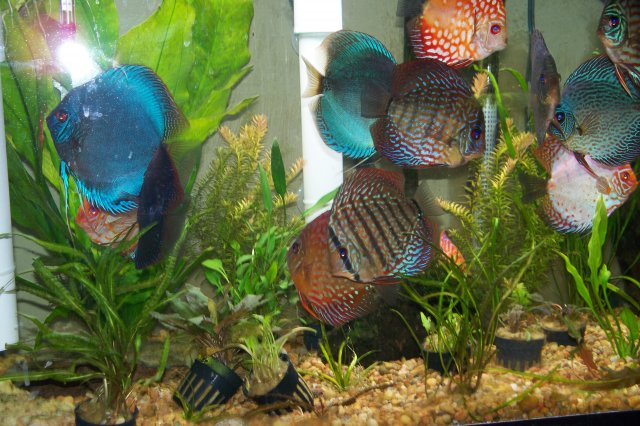 Discus eggs 10 29 08 008.jpg