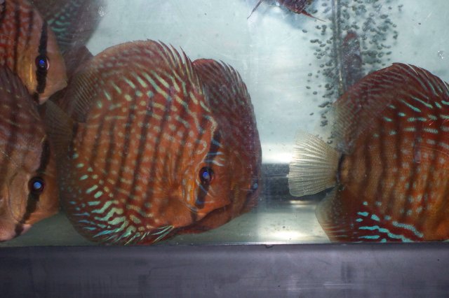 Trip to the Hatchery 10 04 08 014.jpg
