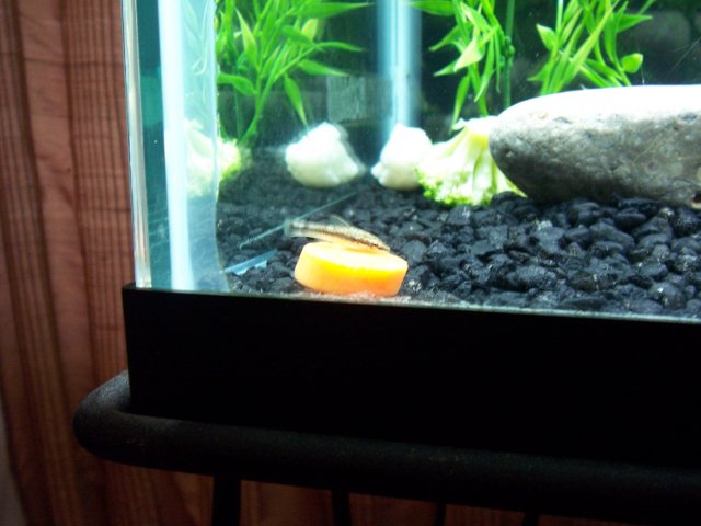 100_2972.jpg