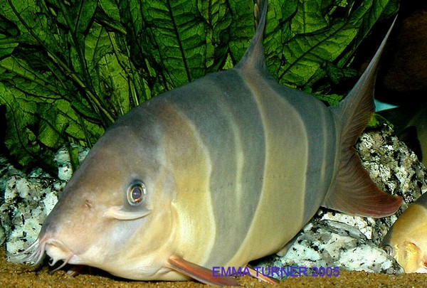 clown loach 2.jpg