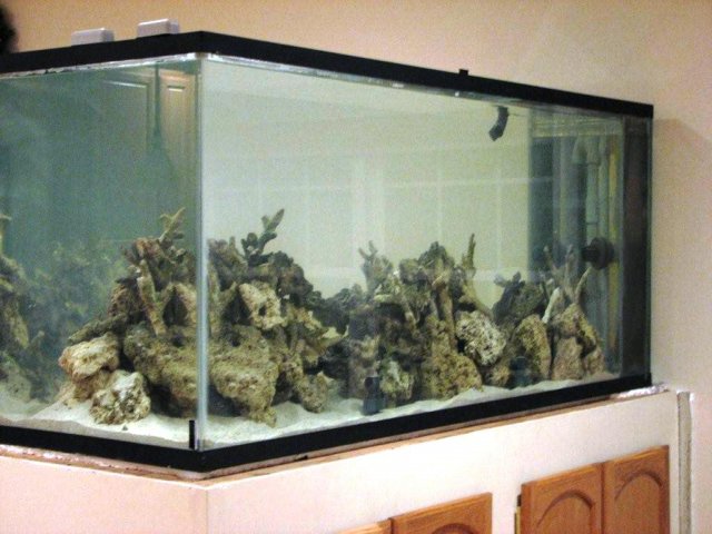 Aquaria 008.jpg