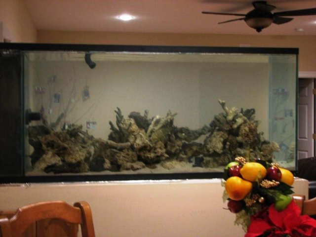 Aquaria 017.jpg