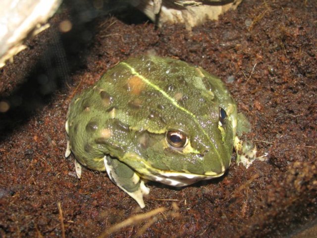 Frog.jpg