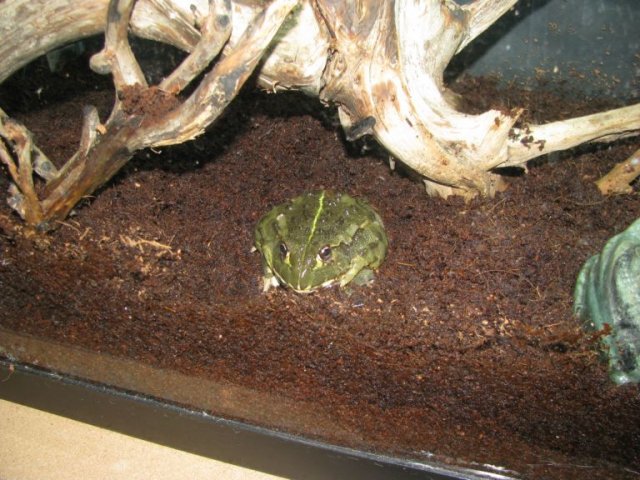 Frog2.jpg