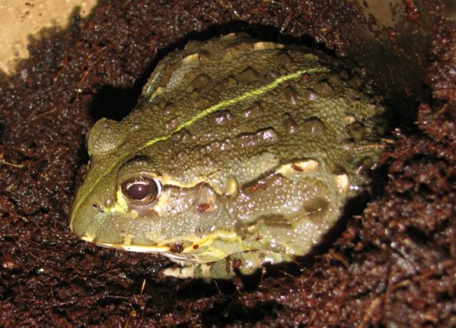 frog4.jpg
