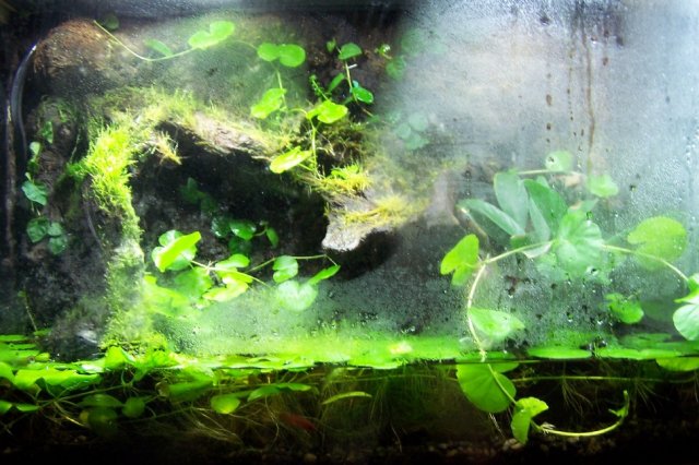 paludarium120508.jpg