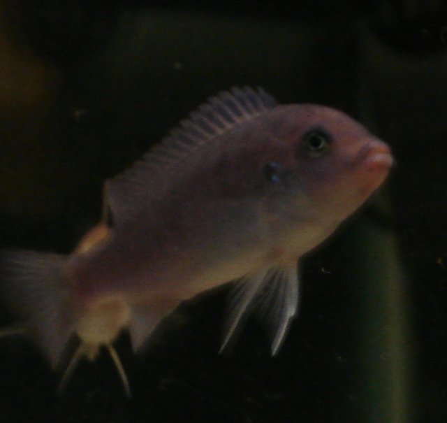 blue fish.jpg