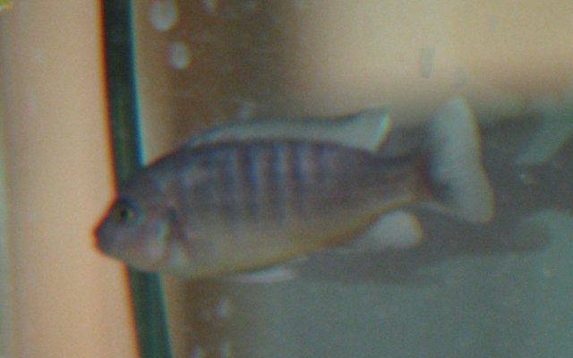 blue fish2.jpg